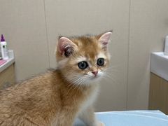 -安安宠医宠物医院·异宠·犬猫内科(岳阳分院)