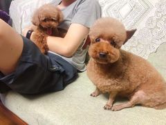 -PETKIT 小佩宠物·低压洗护·美容·寄养(安远店)