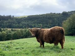 -Opp Macallan Distillery