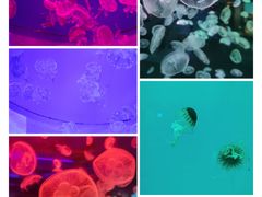 -多彩贵州城极地海洋世界