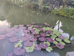 -西湖游船