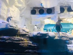 -华夏文旅海洋公园