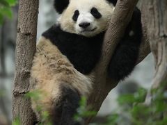 -成都大熊猫繁育研究基地