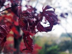 -昆山城市生态森林公园