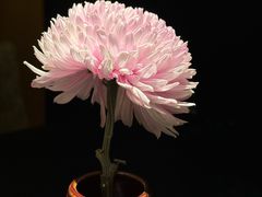 -淮扬府·游园京梦(北京SKP店)