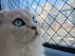 -怪兽屋·羊驼·猫咖·狗咖(俊华广场店)