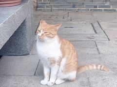 -龙华寺