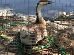 -沈阳鸟岛