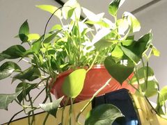 -溪畔•新徽菜(碧湖云溪店)
