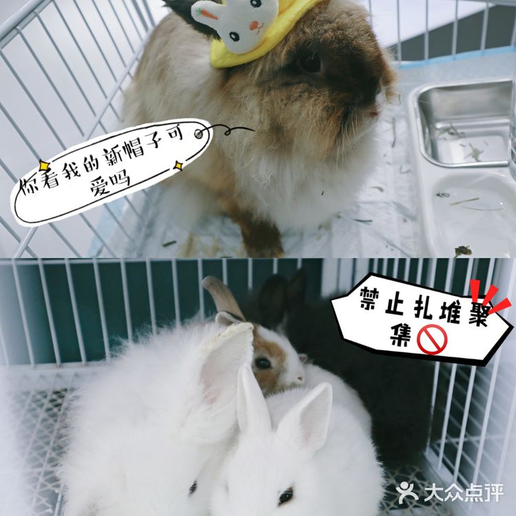 武汉撸兔|遇见萌宠江汉路探店