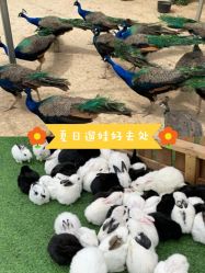 -萌宠亲子动物乐园(槐房万达店)