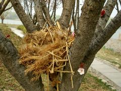 鸟窝-西安世博园