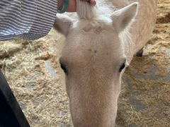 -北京群众马术培训基地