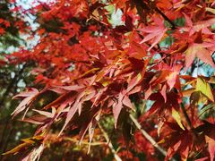 -洛阳市隋唐城遗址植物园