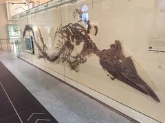 -美国自然历史博物馆