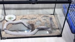 -Moni星球萌宠·小马宝莉·灵蛇·高端高阶全萌宠互动体验俱乐部(红豆国际广场店)
