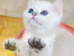 -青奢宠物·青奢猫舍