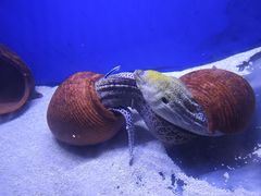 -江和美海洋公园