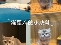 -欣宠猫屋·矮脚拿破仑·蓝金金渐层