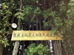 -武陵山森林公园