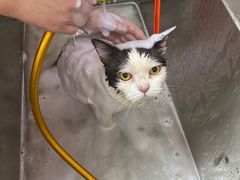 -狗不理喵子(百富路店)