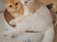 -lincat·猫舍(广州店)