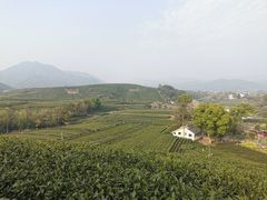 -龙坞茶村
