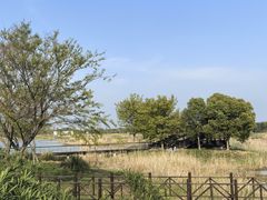 -贡湖湾湿地公园
