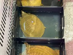 -聚味罗记大排檔·烧烤·鲜鱼杂·甲鱼煲(科学馆店)