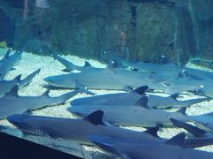 -烟台海昌鲸鲨海洋公园