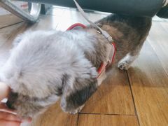 -爱侣·安琦尔宠物医院·中兽医针灸·心内科·狂犬免疫点(宝山区院)