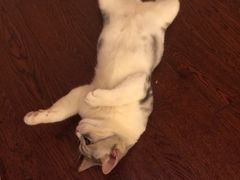 iphone_upload_pic-Bastet sally猫舍购宠(静安店)