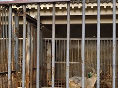 -合肥野生动物园