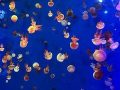 -成都浩海立方海洋公园