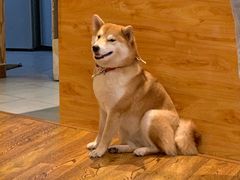 -柴务处·柴犬主题狗咖