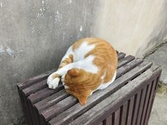 -鸣鹤古镇