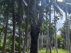 -中国科学院西双版纳热带植物园