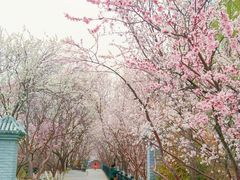 -桃花堤公园