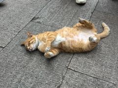 -西园寺素食(西园弄戒幢律寺店)