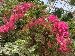 -呀路古热带植物园