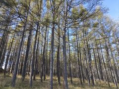 -塞罕坝国家级自然保护区