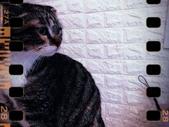 -平行世界·猫咖(首经贸店)