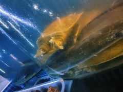 -老班长大酒店(海关大楼店)