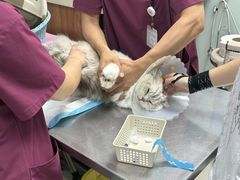 -纳吉亚猫专科动物医院博雅分院