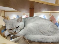 -滚猫咖啡·猫咖·猫友好撸猫(未来城店)