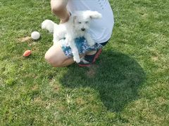 -趣玩宠物乐园寄养训犬训狗游泳池