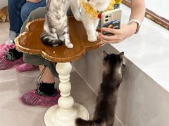 -共舞时光猫咖·狗咖(新街口店)