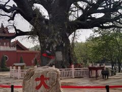 -大槐树寻根祭祖园