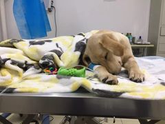 -米苏动物医院·犬猫专科·骨科外科内窥镜