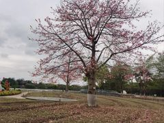 -海珠湖公园